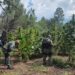 Aseguran y destruyen más de 400 mil plantas de marihuana en Guerrero