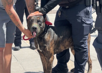 Hombre en silla de ruedas es mordido por perro en Plaza de Armas