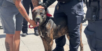 Hombre en silla de ruedas es mordido por perro en Plaza de Armas