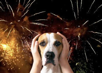 ¡Cuida a tu mascota de la pirotecnia! exhorta Municipio por fiestas patrias