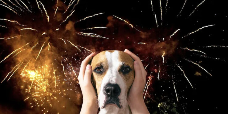 ¡Cuida a tu mascota de la pirotecnia! exhorta Municipio por fiestas patrias