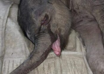 La triste historia de el elefantito rechazado por su madre