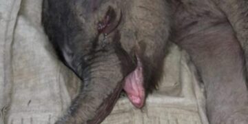 La triste historia de el elefantito rechazado por su madre