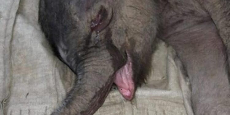 La triste historia de el elefantito rechazado por su madre