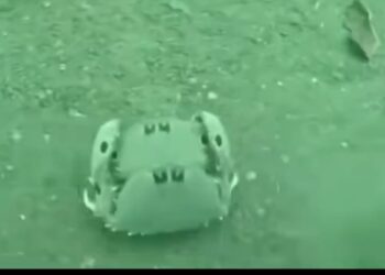 Amor y protección bajo el caparazón