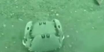 Amor y protección bajo el caparazón