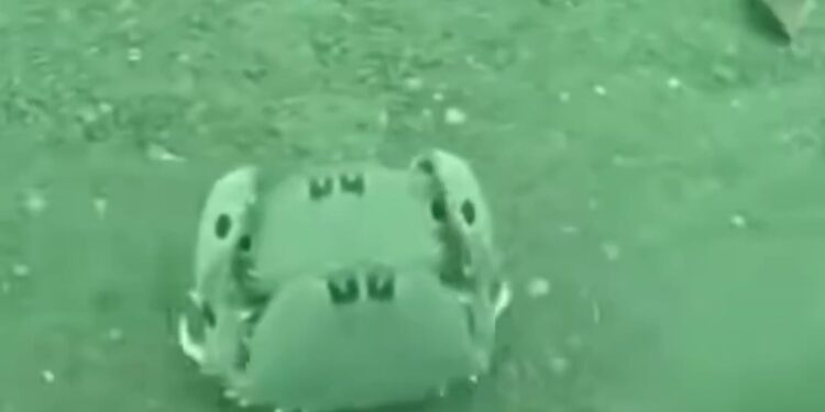 Amor y protección bajo el caparazón