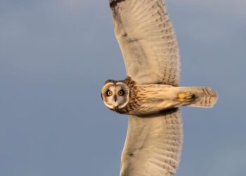 ¡Mirada que hipnotiza!