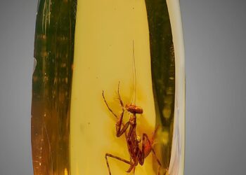 Una mantis atrapada en el tiempo