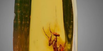 Una mantis atrapada en el tiempo