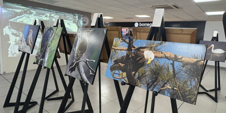 Exponen “Alas que vuelan con el viento” en el Aeropuerto de Chihuahua