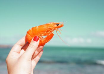 Anatomía sorprendente del camarón