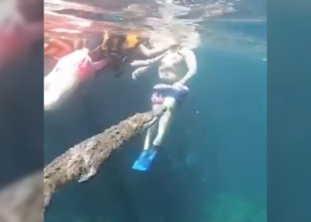 Cocodrilo “amistoso” sorprende a turistas en la Riviera Maya