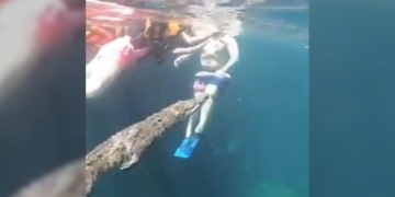 Cocodrilo “amistoso” sorprende a turistas en la Riviera Maya