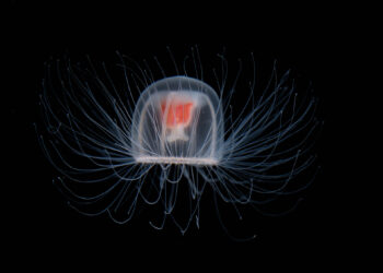 La medusa inmortal: Turritopsis dohrnii 🧬