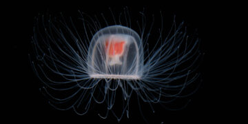 La medusa inmortal: Turritopsis dohrnii 🧬