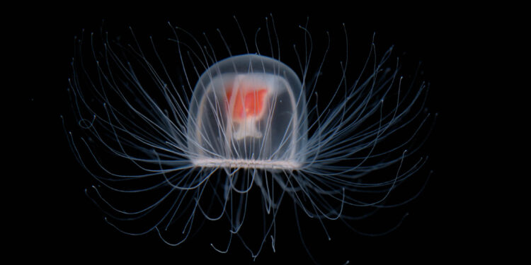 La medusa inmortal: Turritopsis dohrnii 🧬