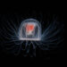 La medusa inmortal: Turritopsis dohrnii 🧬