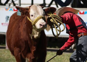 Campeonato de Rodeo y mucho más en Expogan 2025