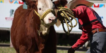 Campeonato de Rodeo y mucho más en Expogan 2025