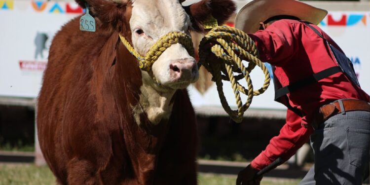 Campeonato de Rodeo y mucho más en Expogan 2025