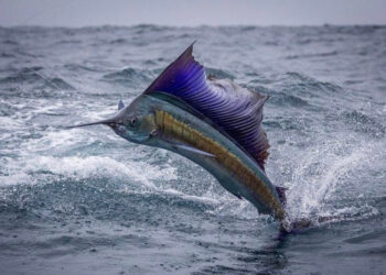 Pez vela: el rayo del océano