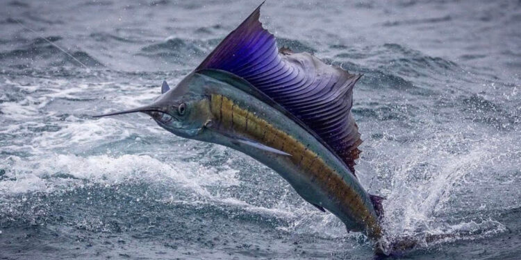 Pez vela: el rayo del océano