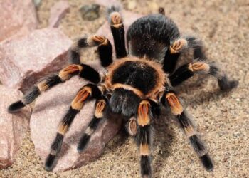 Advierten por presencia de animales ponzoñosos en temporada de otoño