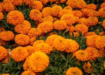 La flor de cempasúchil: guía de los espíritus en Día de Muertos