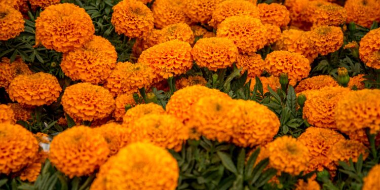 La flor de cempasúchil: guía de los espíritus en Día de Muertos