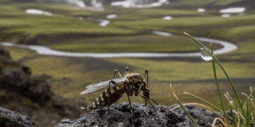 Por primera vez se registra la presencia de mosquitos en Islandia