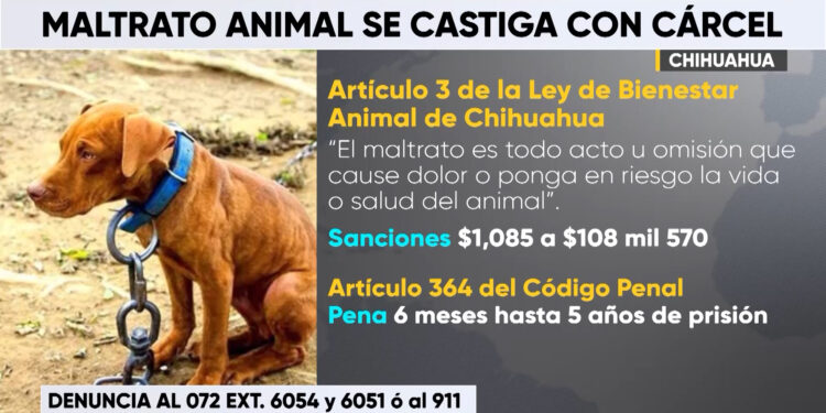 Sancionan el maltrato animal en Chihuahua