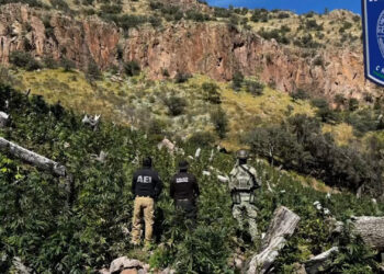 Aseguran cuatro plantíos de marihuana en el Cañón de la Sierrita