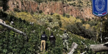 Aseguran cuatro plantíos de marihuana en el Cañón de la Sierrita