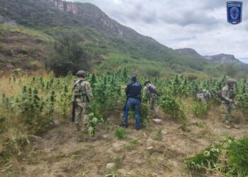 Destruyen AEI y SEDENA tres plantíos de mariguana en Ocampo
