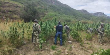 Destruyen AEI y SEDENA tres plantíos de mariguana en Ocampo