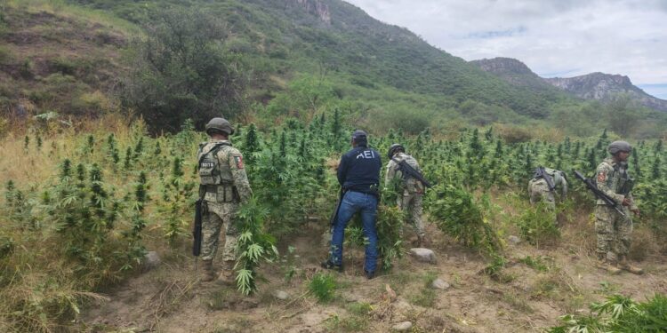 Destruyen AEI y SEDENA tres plantíos de mariguana en Ocampo
