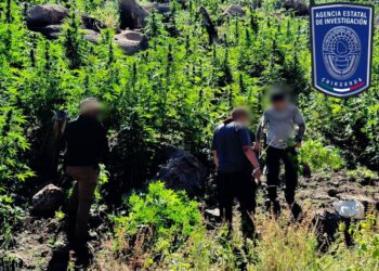 Aseguran siete plantíos de marihuana en rancho al norte de la capital