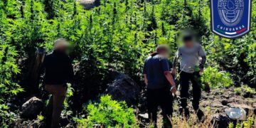 Aseguran siete plantíos de marihuana en rancho al norte de la capital