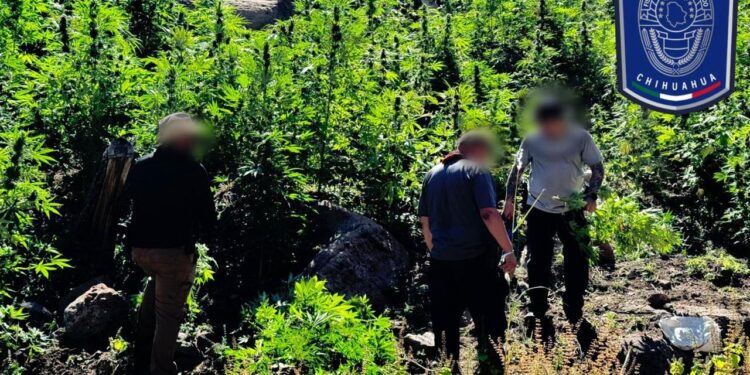 Aseguran siete plantíos de marihuana en rancho al norte de la capital