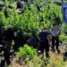 Aseguran siete plantíos de marihuana en rancho al norte de la capital