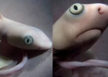 Tiburón toro y su canibalismo intrauterino