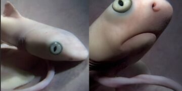 Tiburón toro y su canibalismo intrauterino