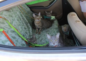 Wellness Fest 2025: servicios gratuitos para tus mascotas