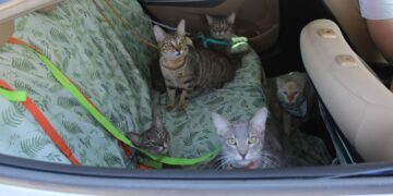 Wellness Fest 2025: servicios gratuitos para tus mascotas