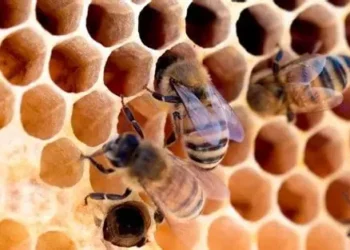 Las abejas y su dulce aporte a la humanidad