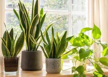 Plantas que purifican el aire