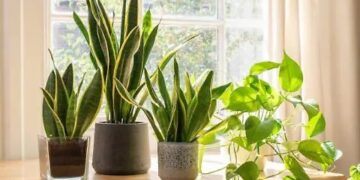 Plantas que purifican el aire
