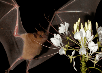 Murciélagos convirtieron una casa de Tlaxcala en su refugio