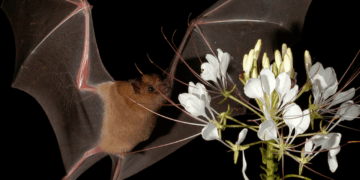 Murciélagos convirtieron una casa de Tlaxcala en su refugio